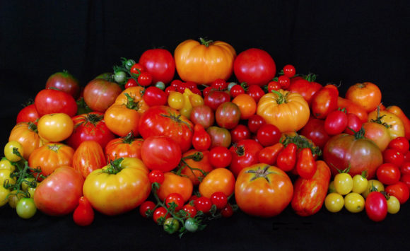Il Pomodoro: coltivazione e varietà