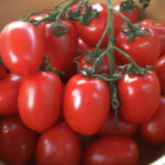 Il Pomodoro Vesuviano o Piccadilly, come coltivarlo e cucinarlo