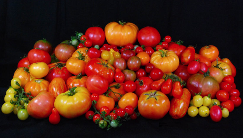 Il Pomodoro: coltivazione e varietà