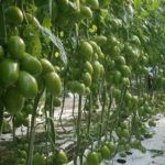 I Pomodori Verdi: come utilizzarli al meglio in cucina